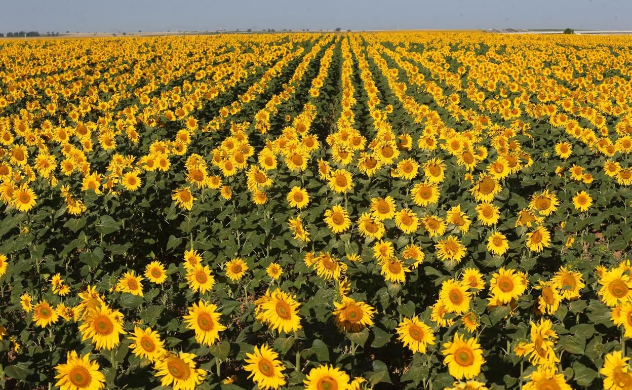 Arranca la campaña de girasol en Castilla y León con un importante alza de  superficie de siembra | BURGOSconecta