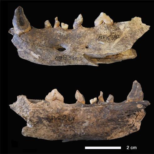 Mandíbula de perro de los niveles Neolíticos del Portalón. 
