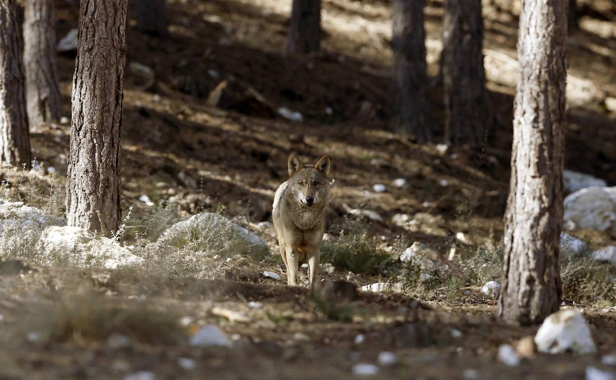 Un ejemplar de lobo ibérico. 