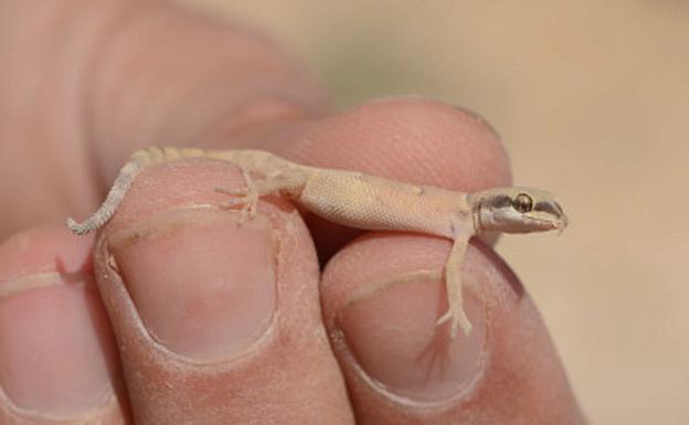 Gecko de Naterer ('Tropiocolotes nattereri'), especie endémica del noreste de África y Asia occidental.