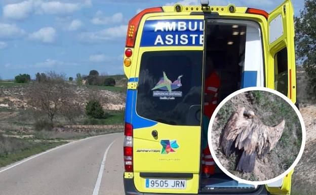 Heridos dos motoristas en Tubilla del Lago al impactar contra dos buitres