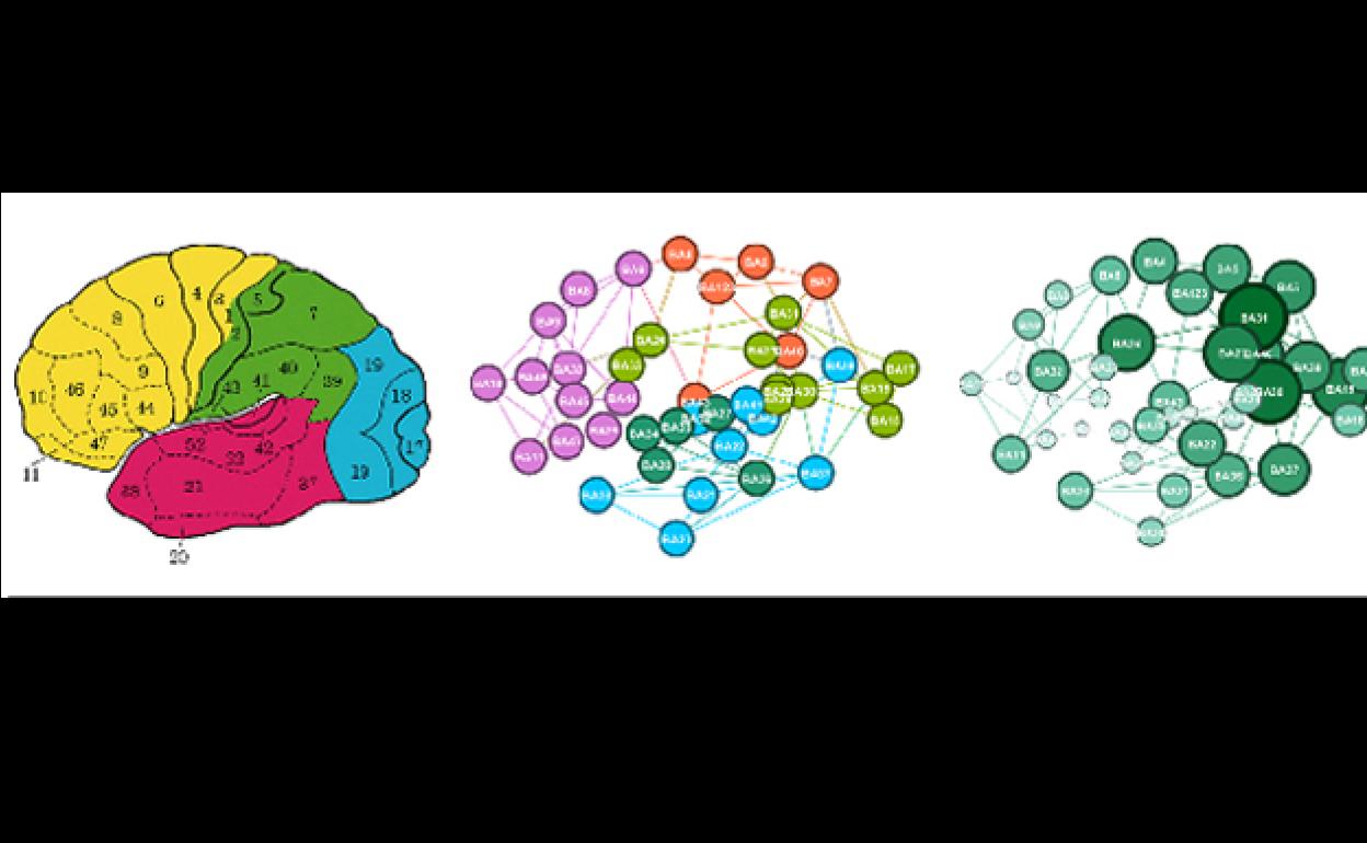 Áreas de Brodmann, principales módulos cerebrales según el modelo de redes propuesto y valores de proximidad de cada elemento. 