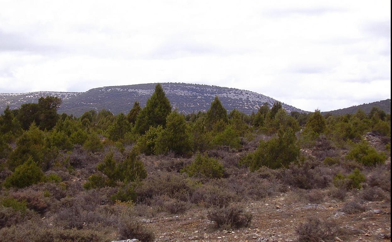 Los sabinares de la cuenca del Arlanza son un emblema. 