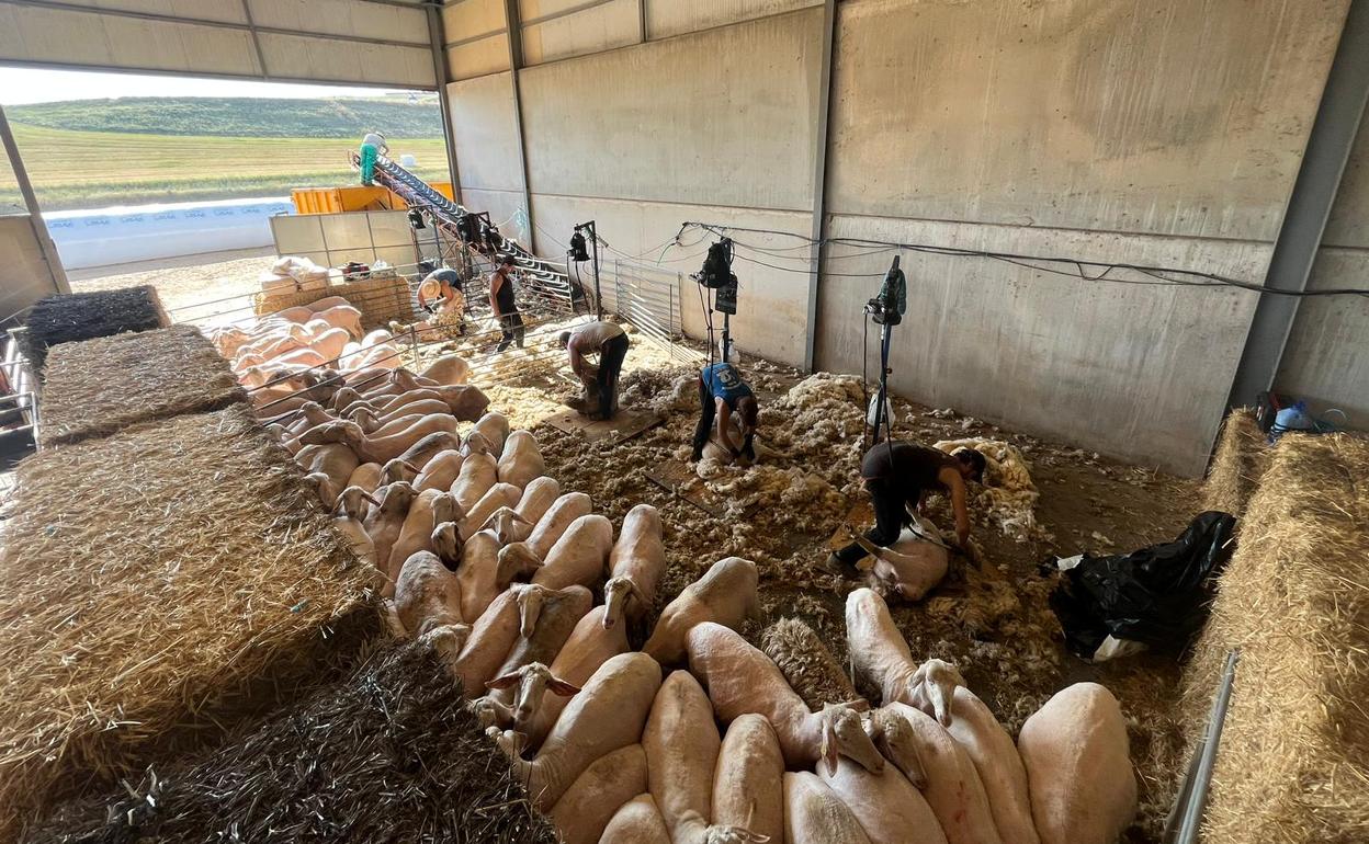 La cuadrilla perteneciente a la emrpesa Esquiladores Montaña de León en la explotación Agropecuaria Banejo, de Pollos (Valladolid). 