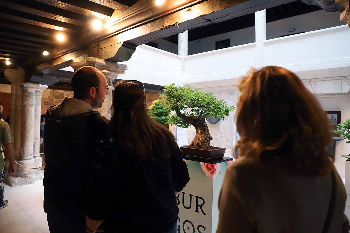 Fotos: La primavera invade Burgos con el regreso de la Fiesta de las Flores