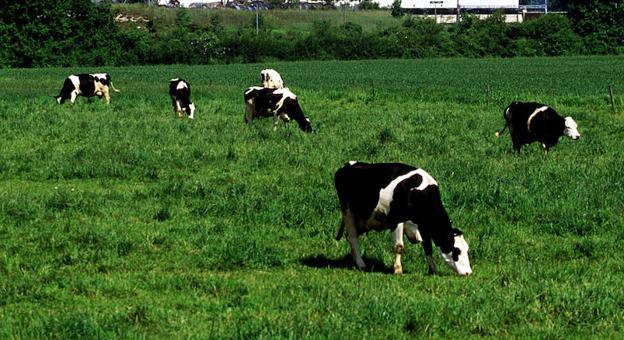 Vacas de leche pastan en el 