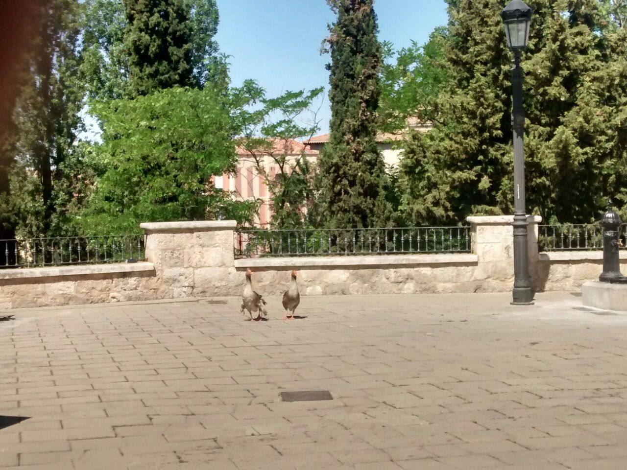 La pareja de Ocas paseando por el centro de Aranda.