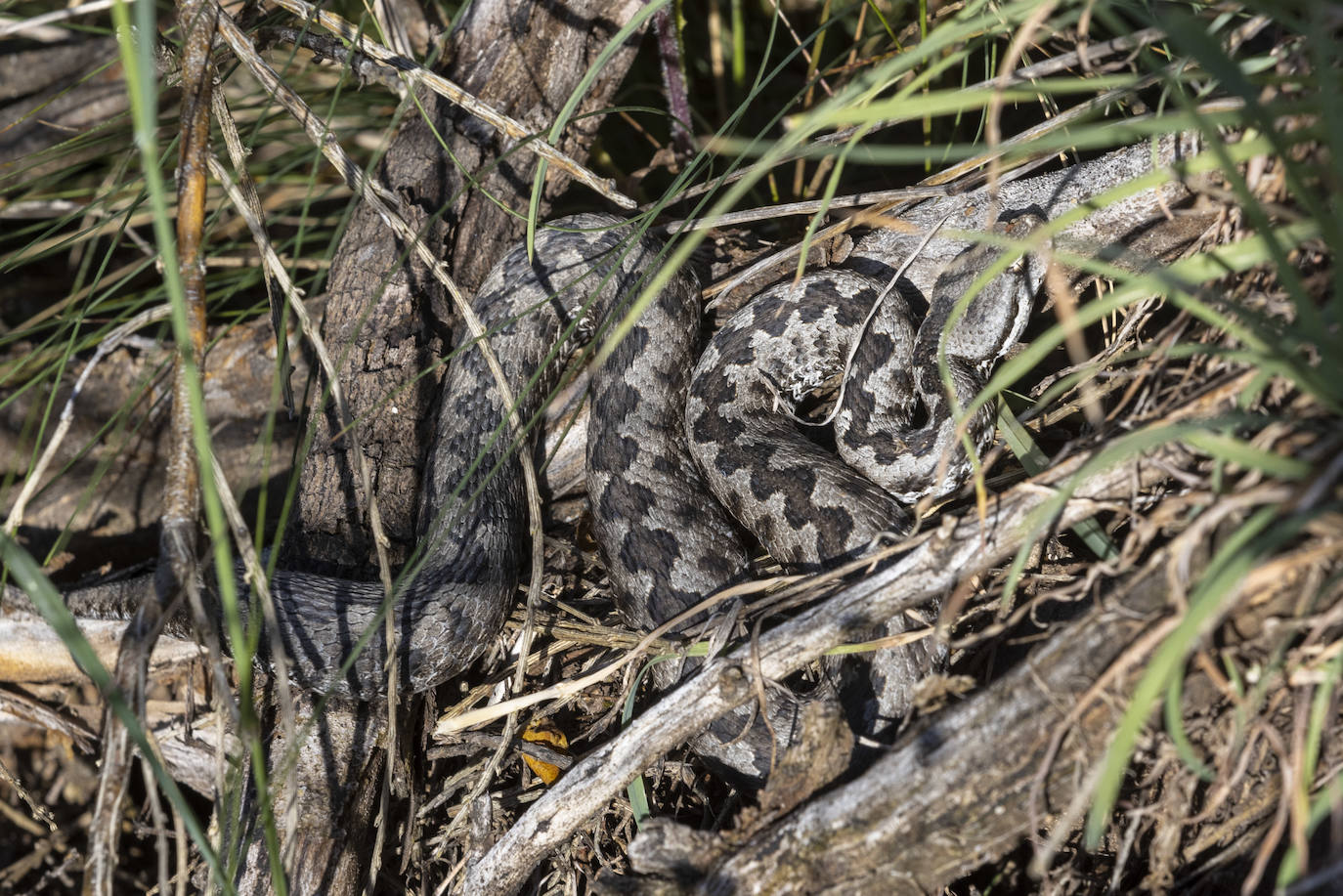 Víbora al sol encontrada en Castilla y León. 