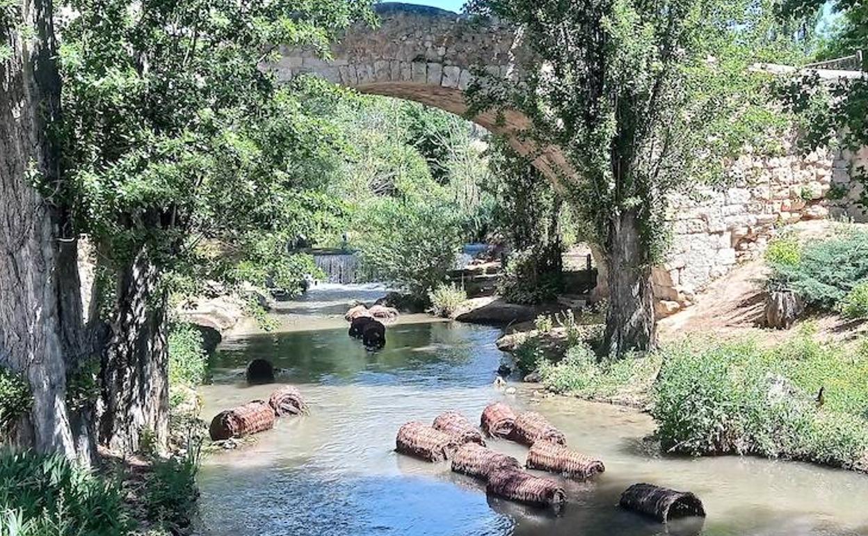 Los cestos de mimbre flotando por el río Bañuelos en Aranda