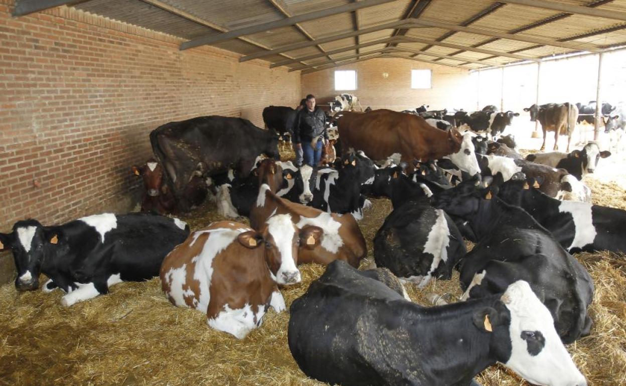 Una explotación ganadera de vacas de leche. El sector bovino sigue siendo líder en la producción láctea. 