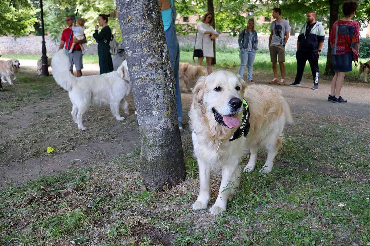 Fotos: Quedada de perros golden retriever en Burgos