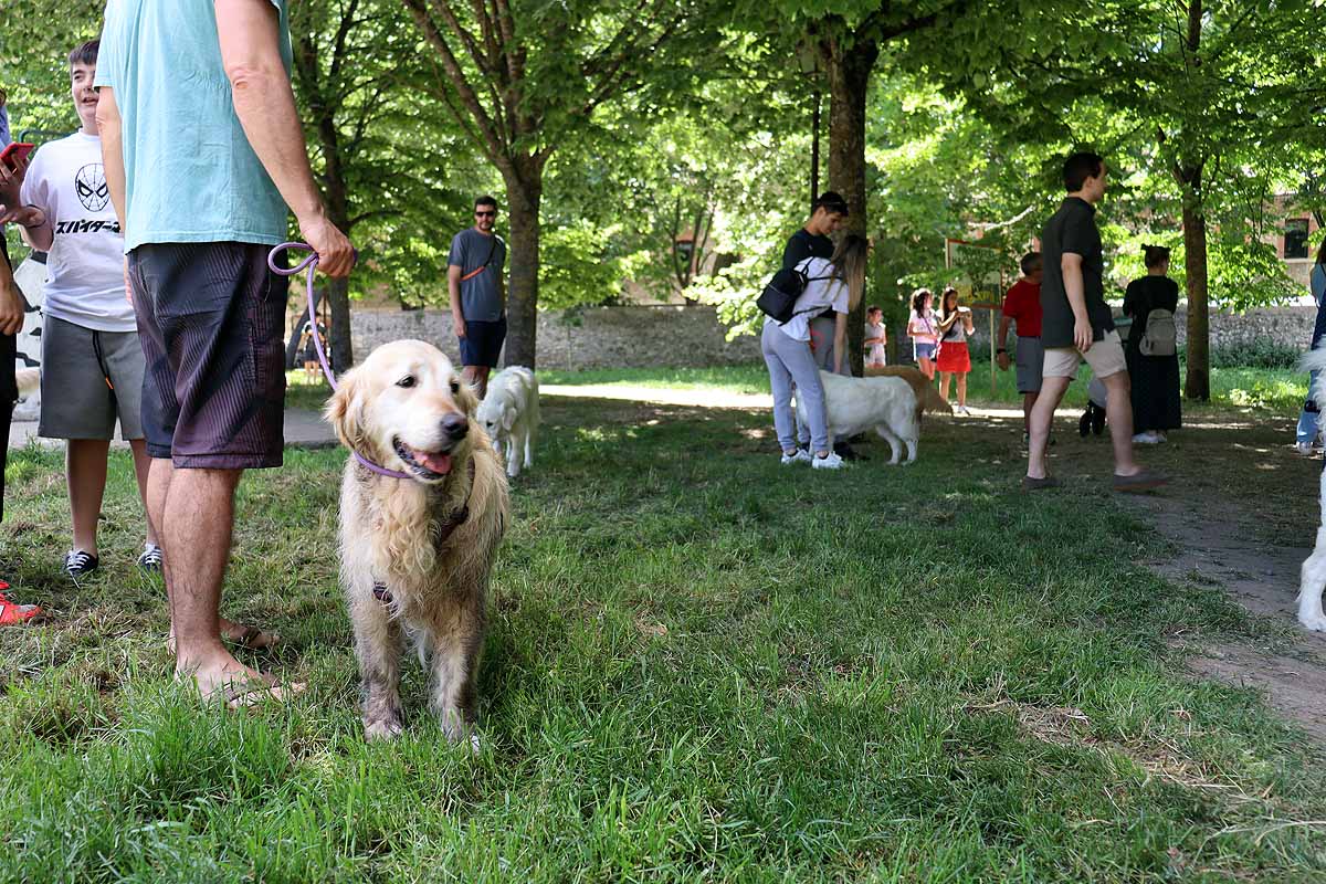 Fotos: Quedada de perros golden retriever en Burgos