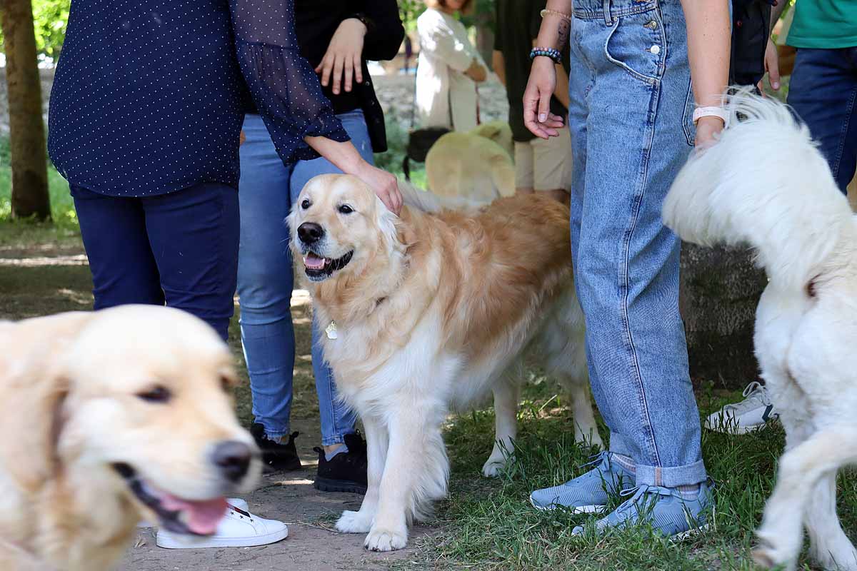 Fotos: Quedada de perros golden retriever en Burgos