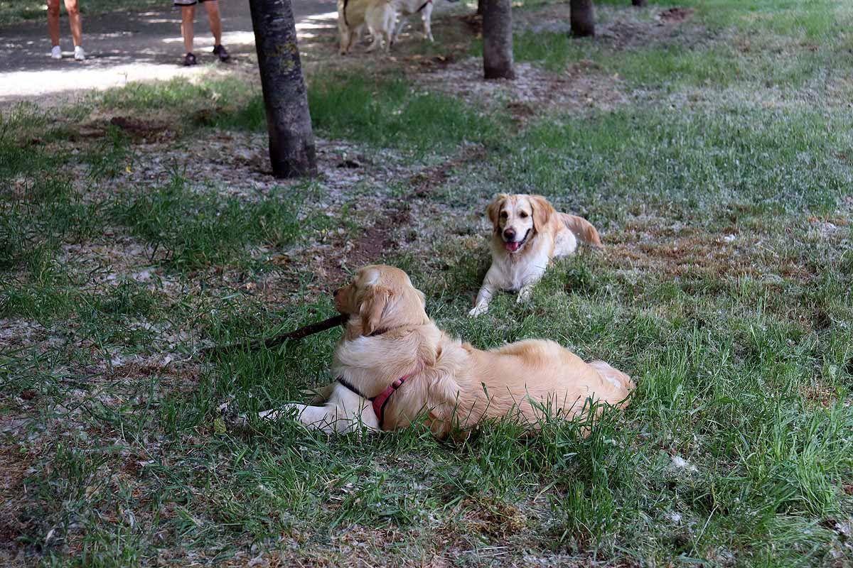 Fotos: Quedada de perros golden retriever en Burgos