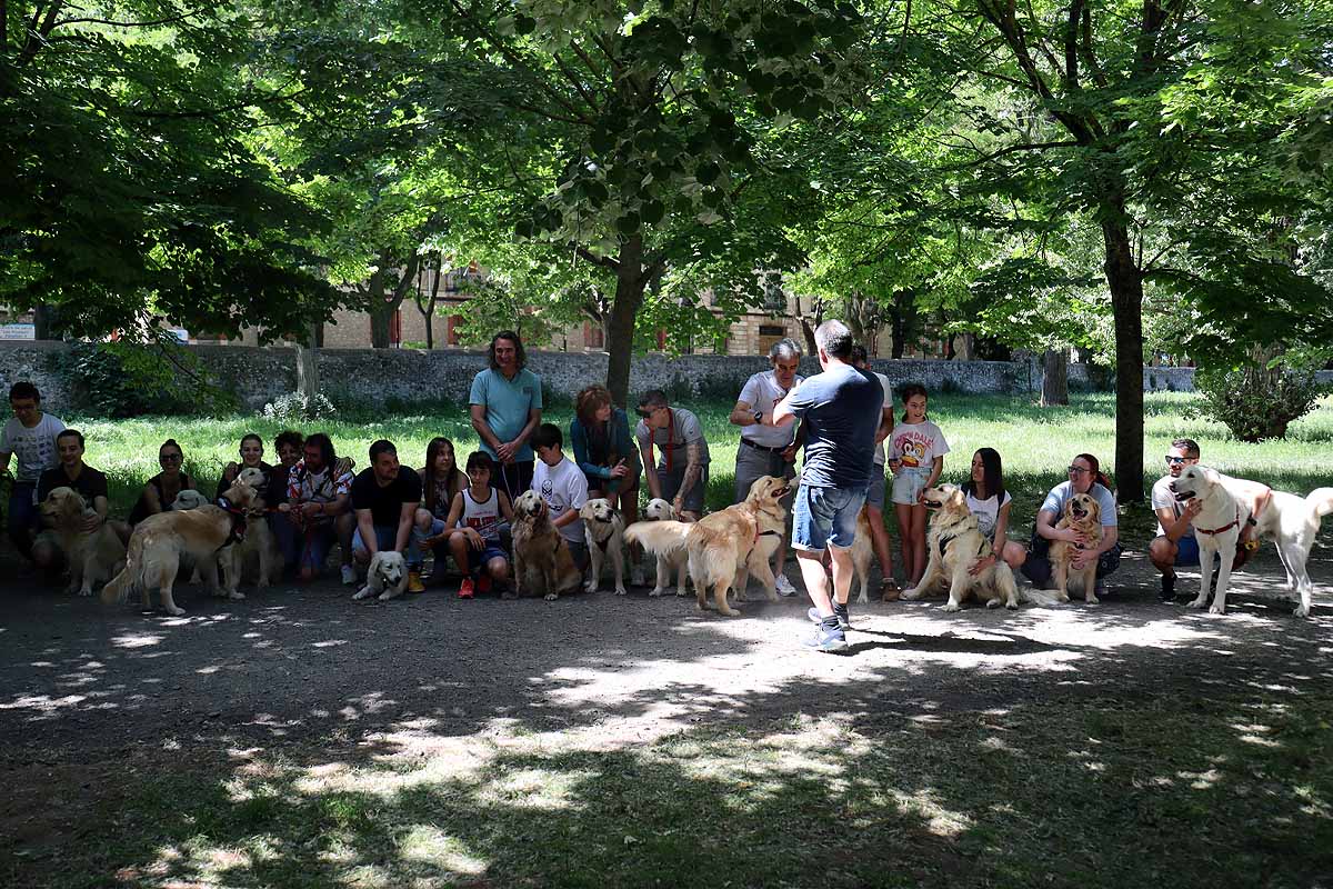 Fotos: Quedada de perros golden retriever en Burgos