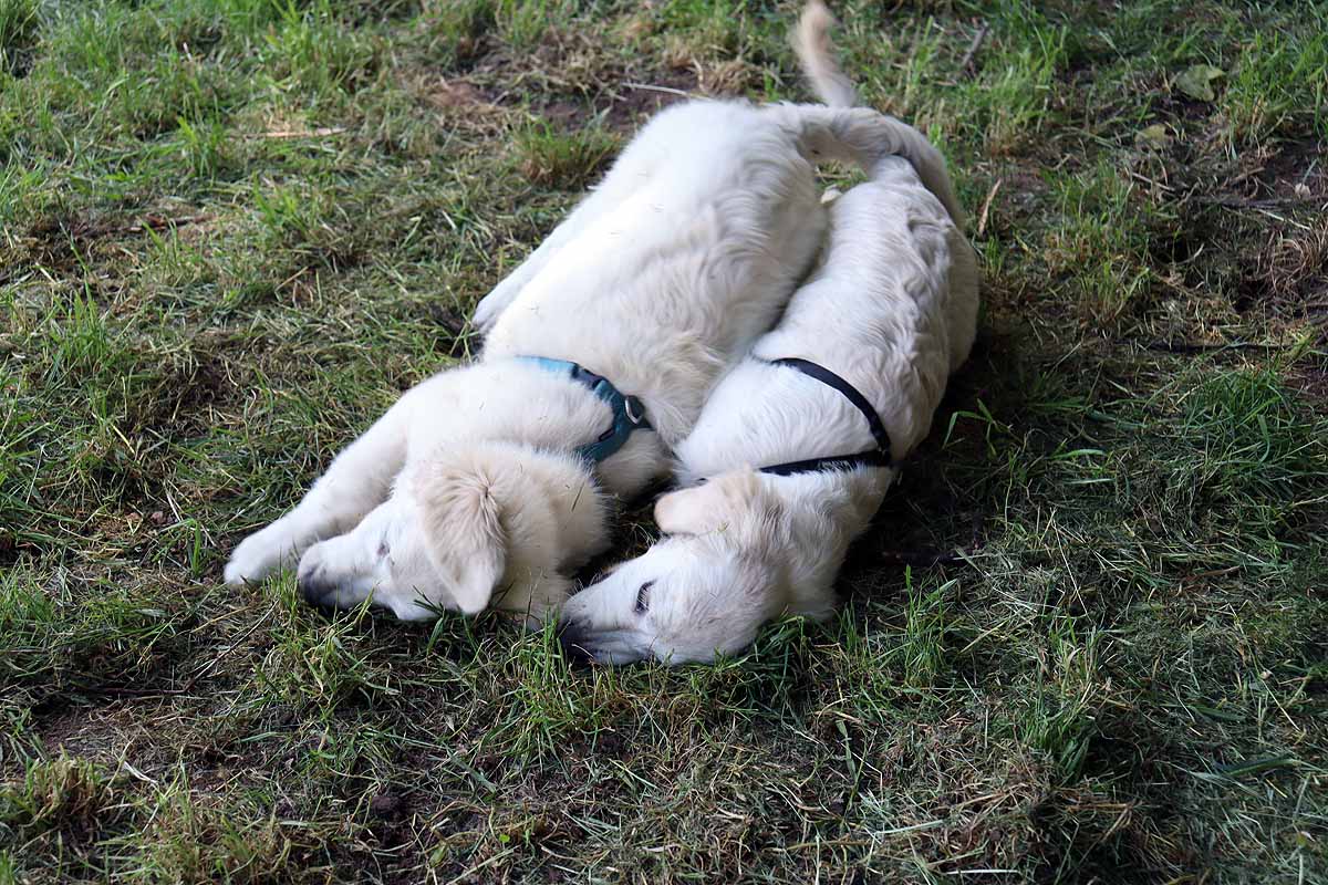 Fotos: Quedada de perros golden retriever en Burgos