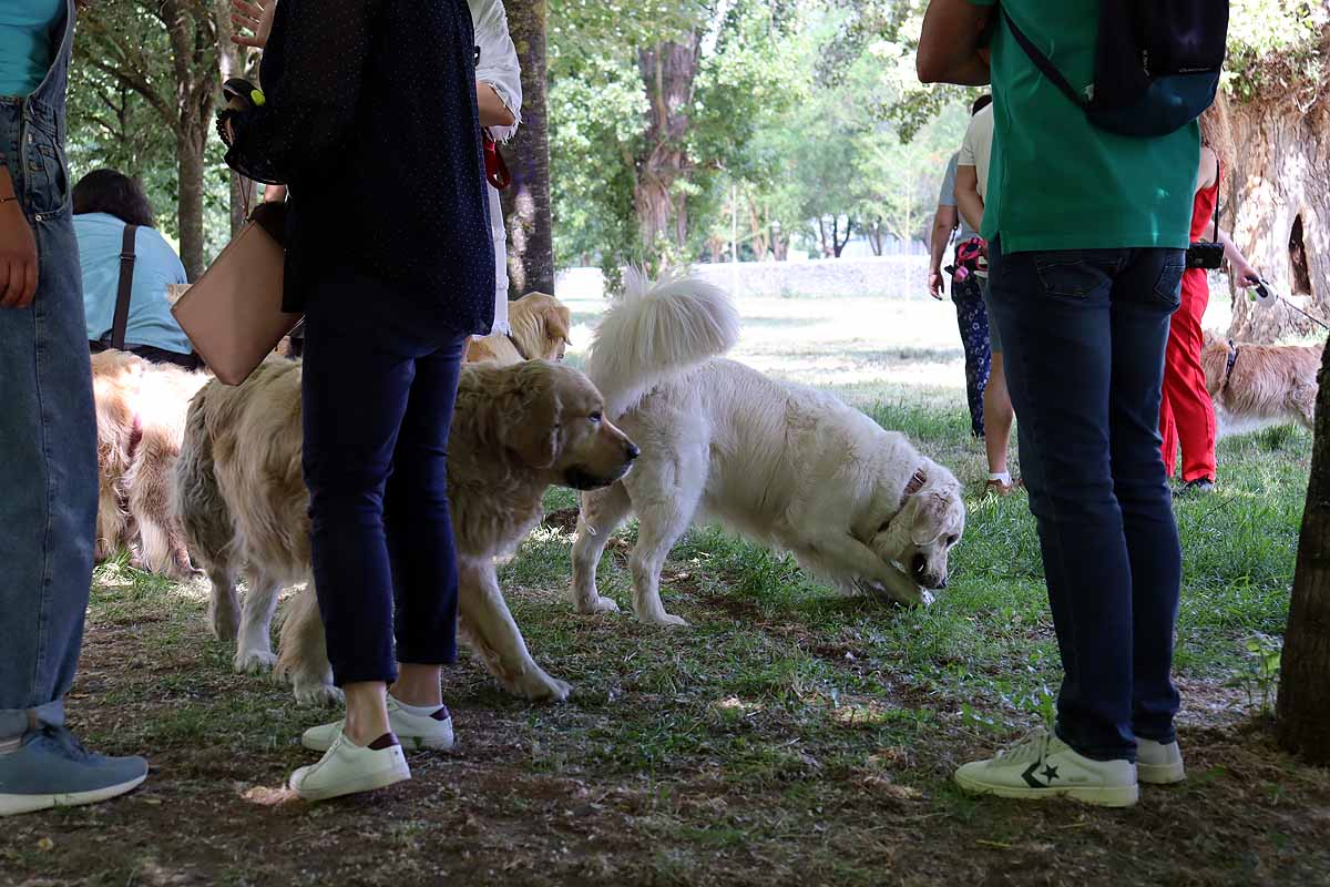 Fotos: Quedada de perros golden retriever en Burgos