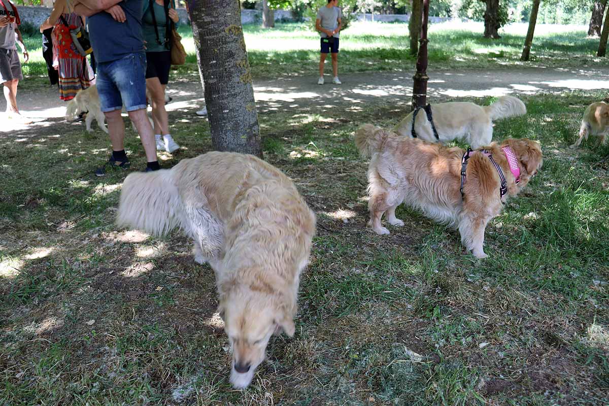 Fotos: Quedada de perros golden retriever en Burgos