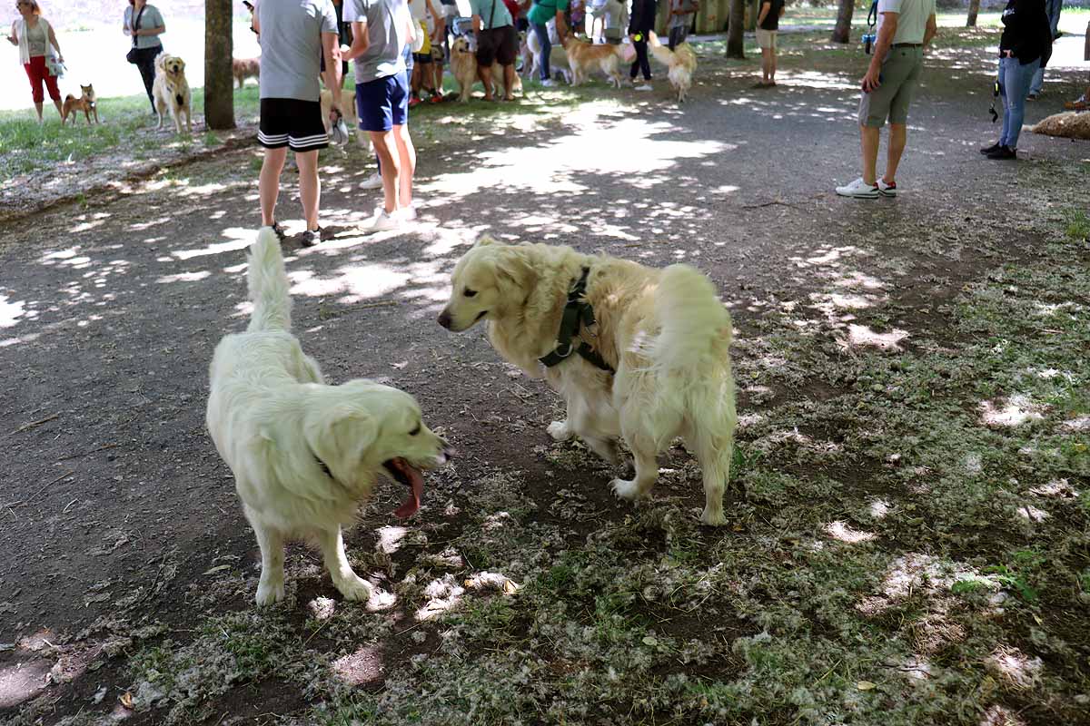 Fotos: Quedada de perros golden retriever en Burgos