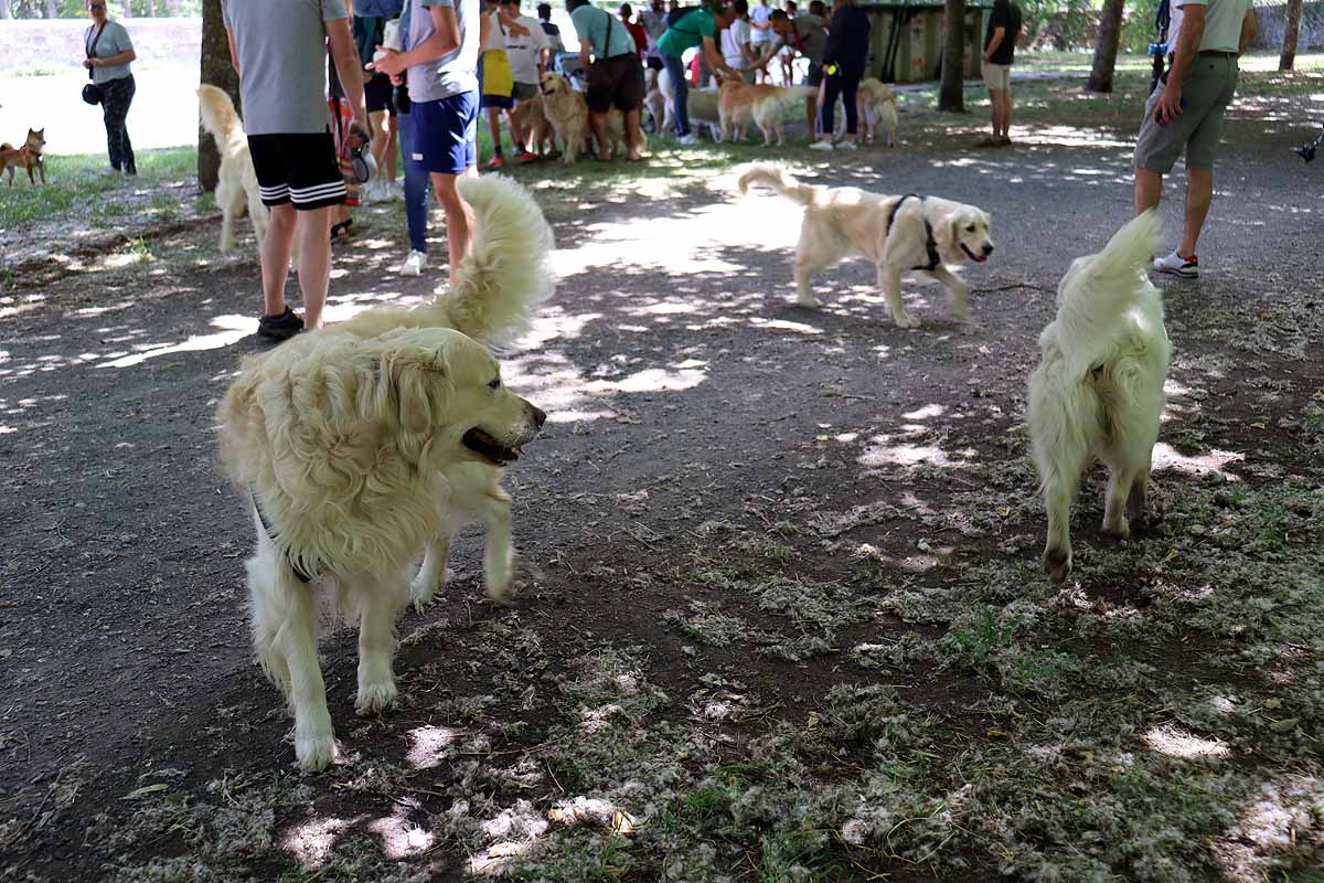 Fotos: Quedada de perros golden retriever en Burgos