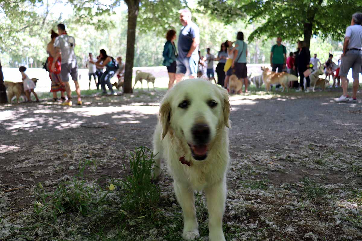 Fotos: Quedada de perros golden retriever en Burgos