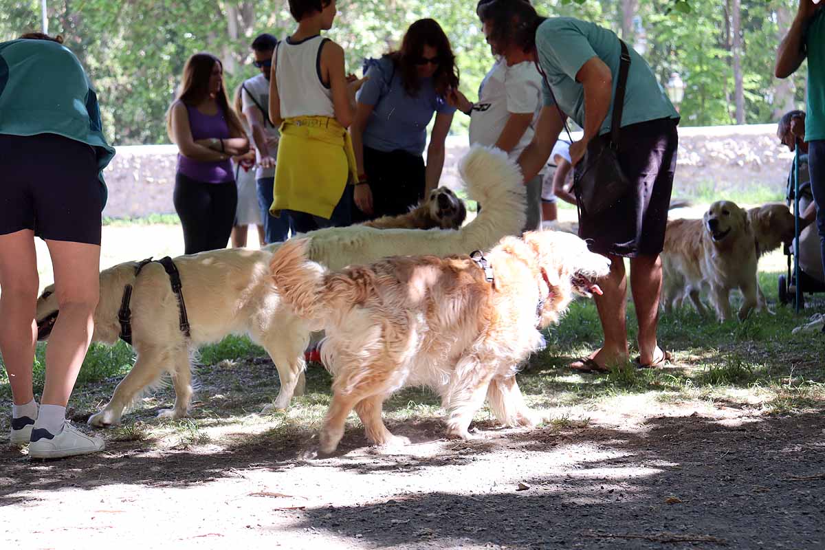 Fotos: Quedada de perros golden retriever en Burgos