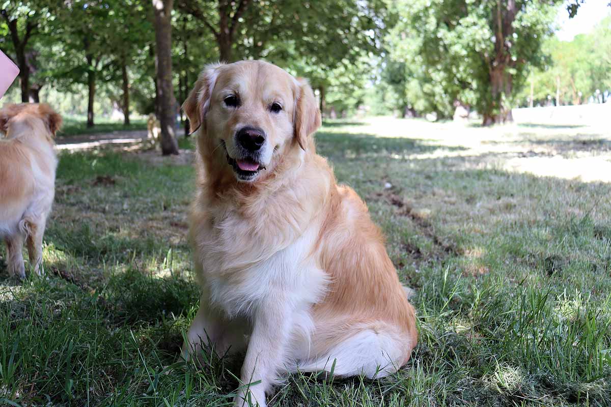 Fotos: Quedada de perros golden retriever en Burgos