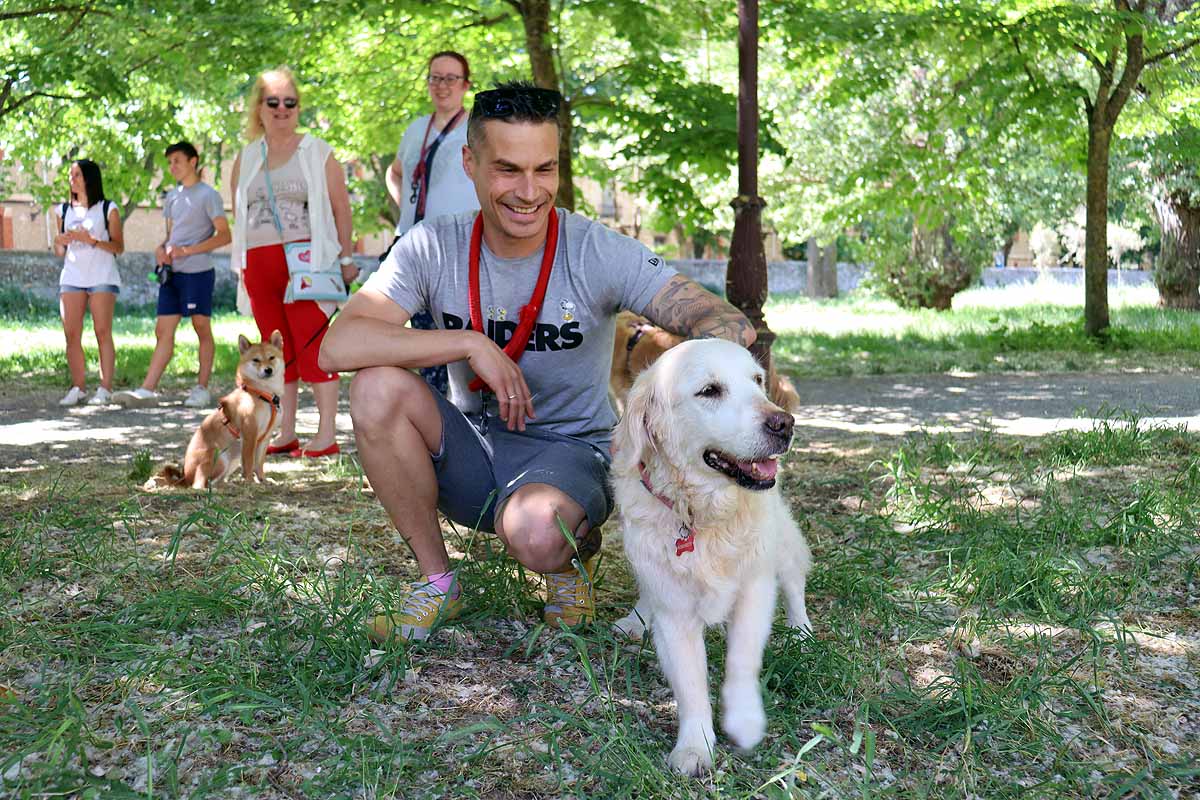 Fotos: Quedada de perros golden retriever en Burgos