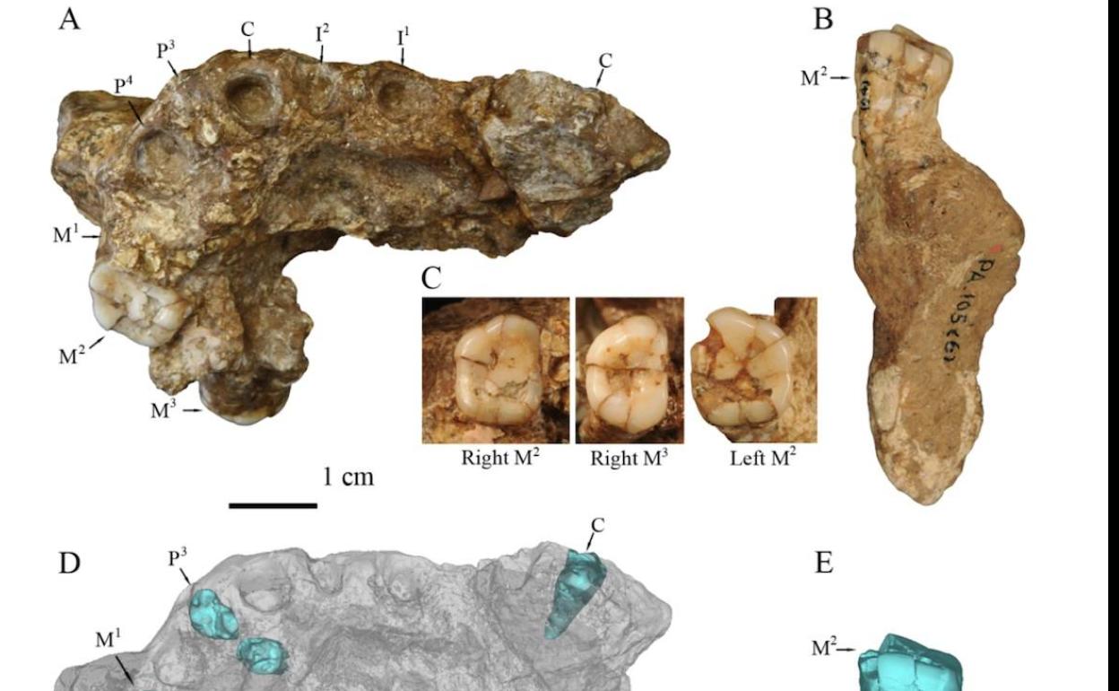 Restos del maxilar y dientes del cráneo de Gongwangling. 