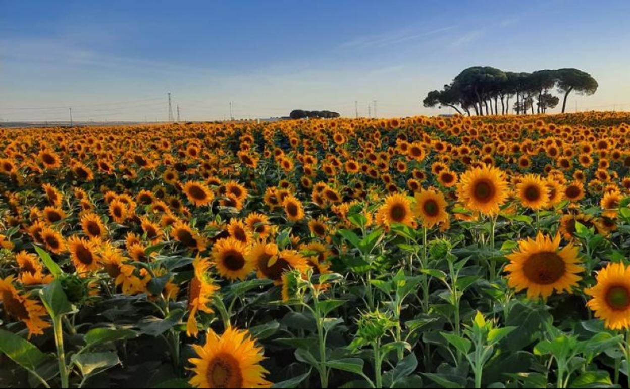 Superficie agrícola destinada a girasol. 