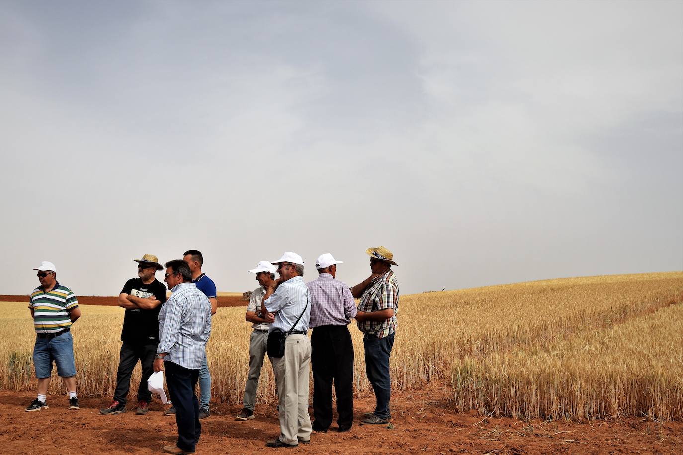 Aumenta el porcentaje de agricultores que siembran semillas certificadas. 