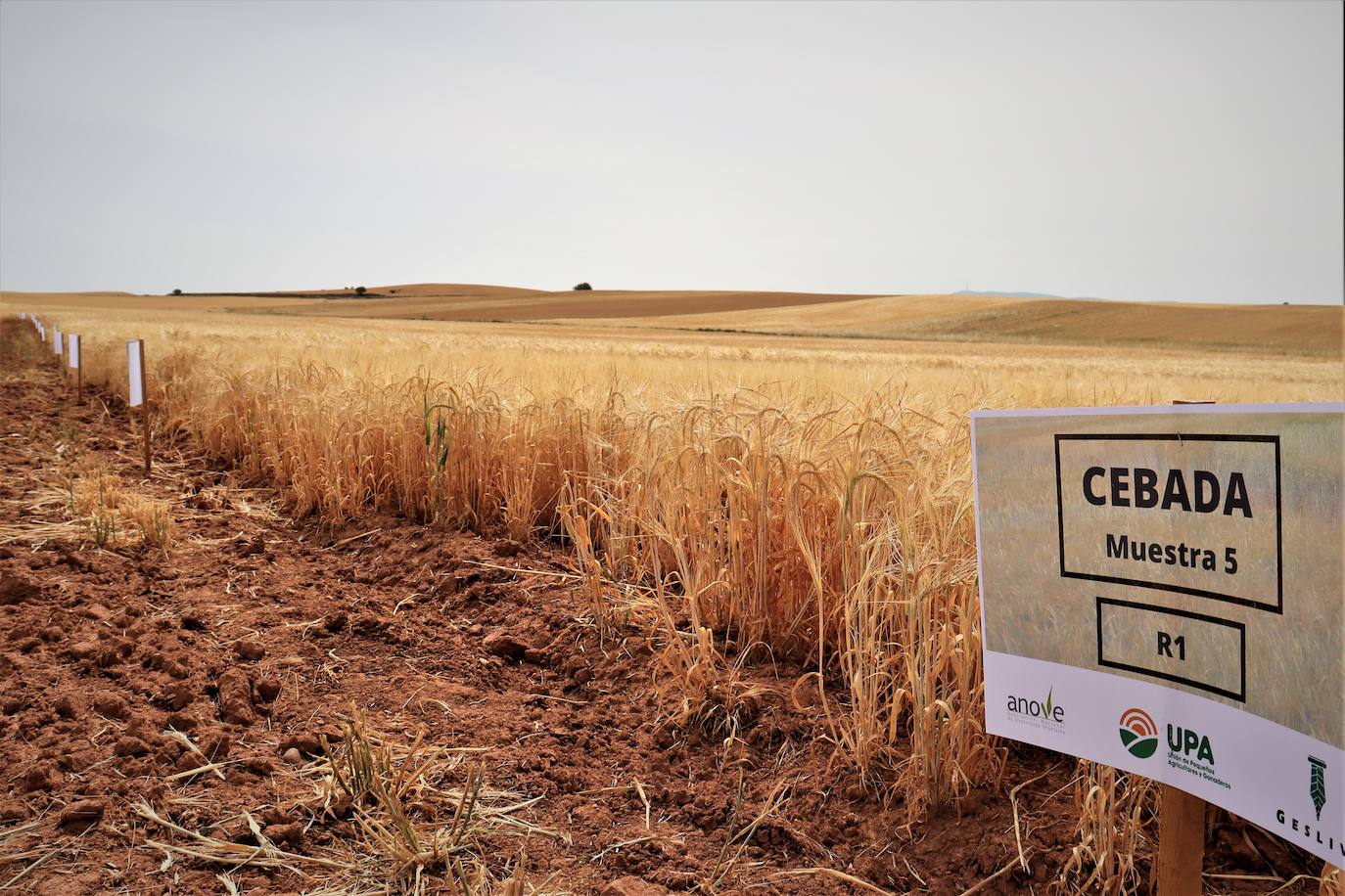 La investigación demuestra que la semilla certificada es más eficiente contra el cambio climático que la semilla de reempleo. 