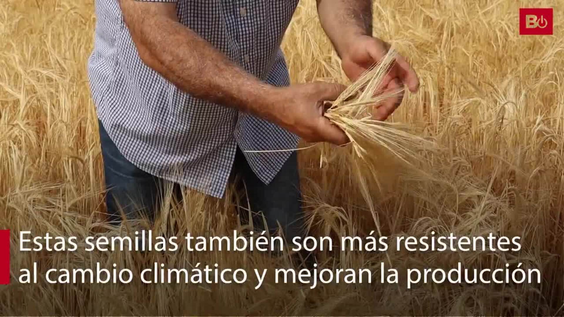 Campo de ensayo de semillas de UPA en la provincia de Burgos