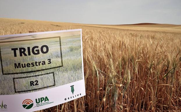 Galería. Hay plantadas 47 variedades de semilla de trigo y cebada. 