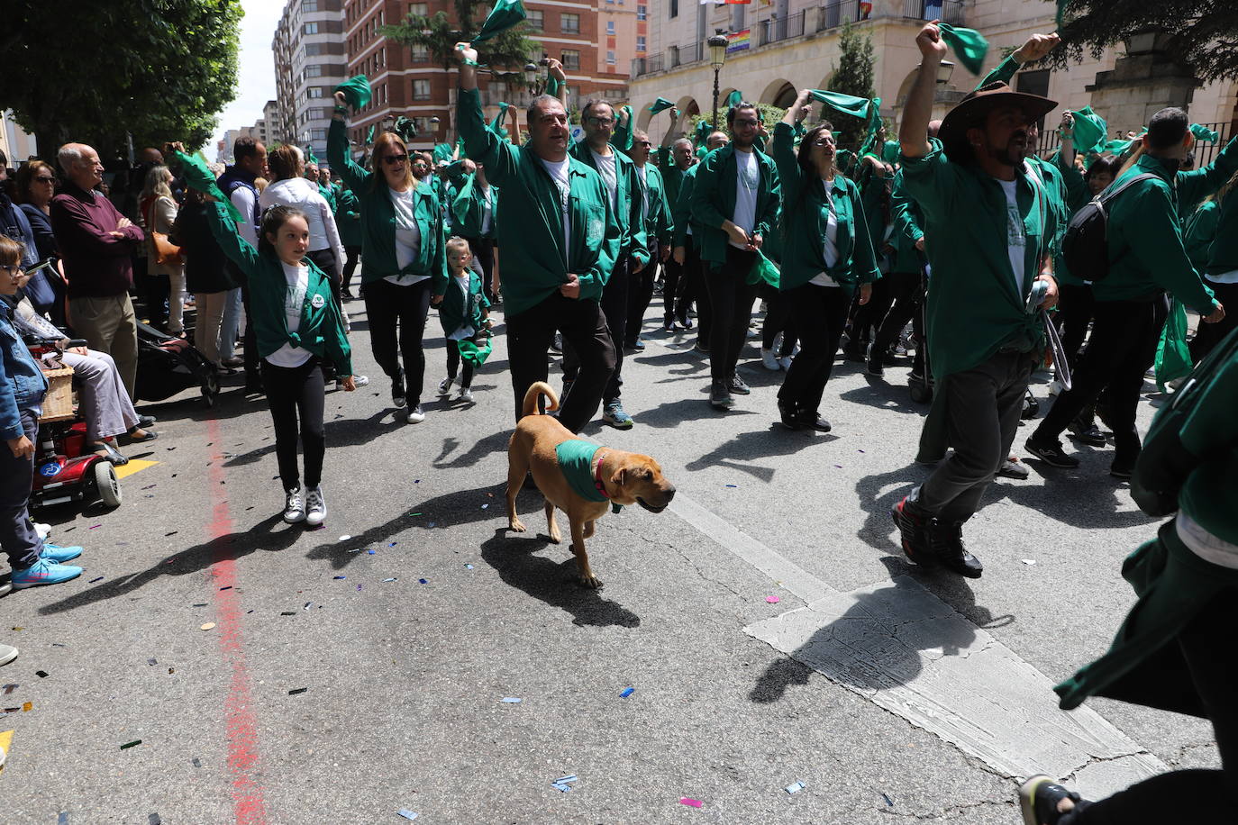 Las peñas desfilan por las calles de Burgos a ritmo de charanga, a golpe de pañuelo y escoltando a las carrozas para celebrar los Sampedros