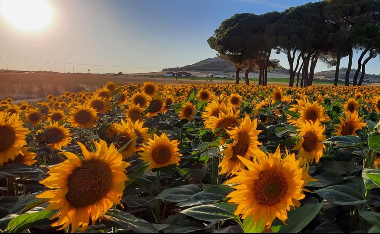 Superficie de girasol.