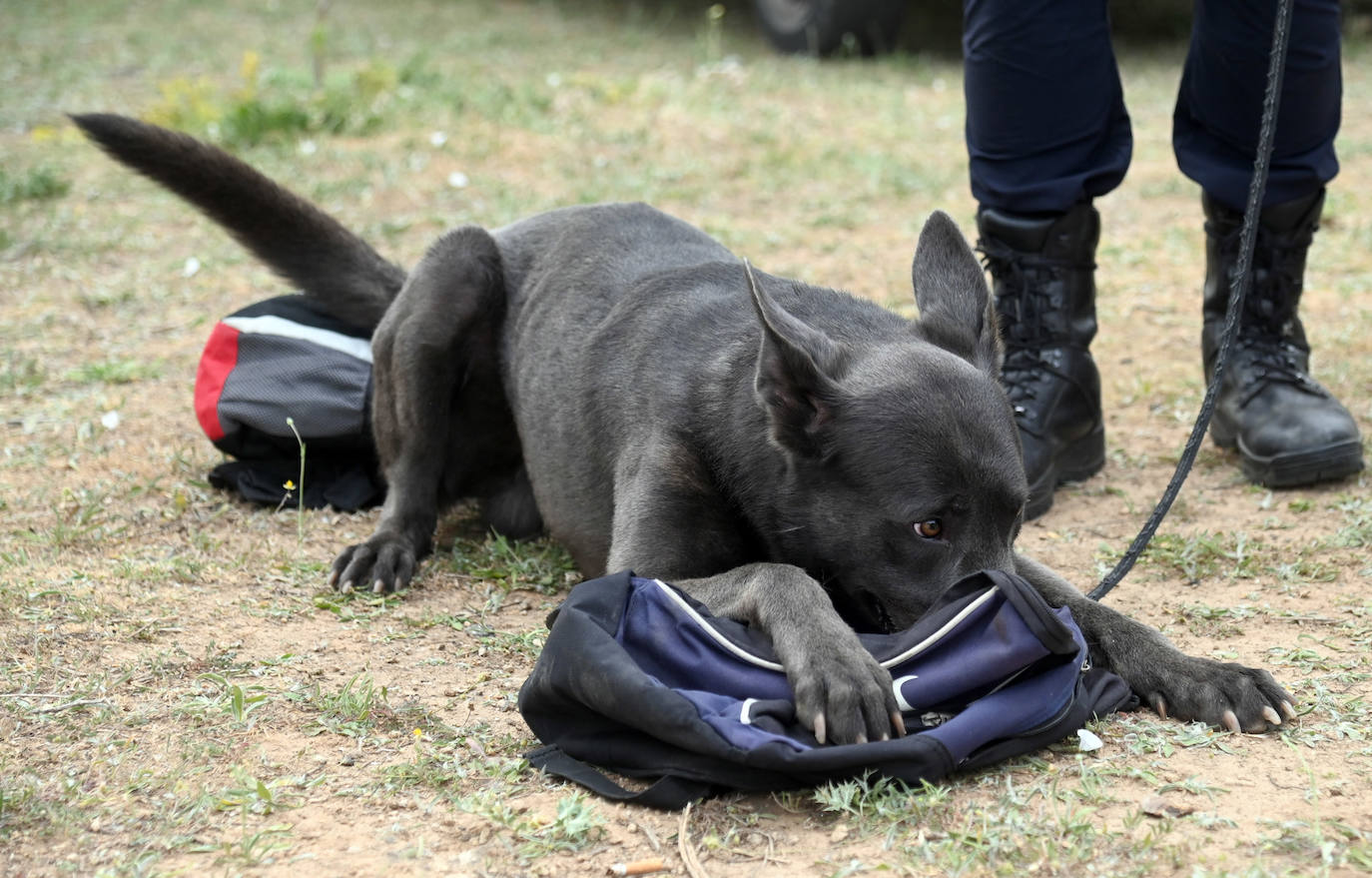 Fotos: La Unidad Canina de Burgos, un modelo de referencia policial