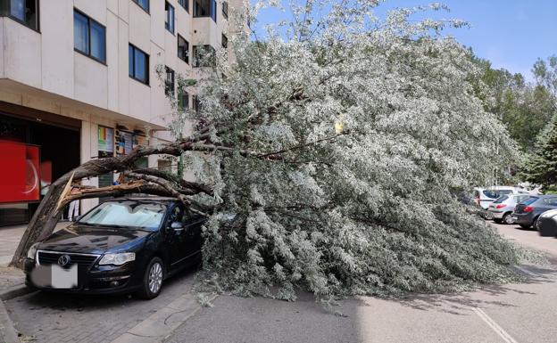 La caída de un árbol provoca daños en dos coches