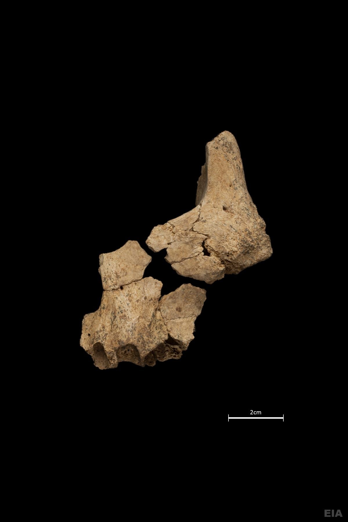 Fotos: Atapuerca vuelve a poner patas arriba el estudio sobre la evolución humana