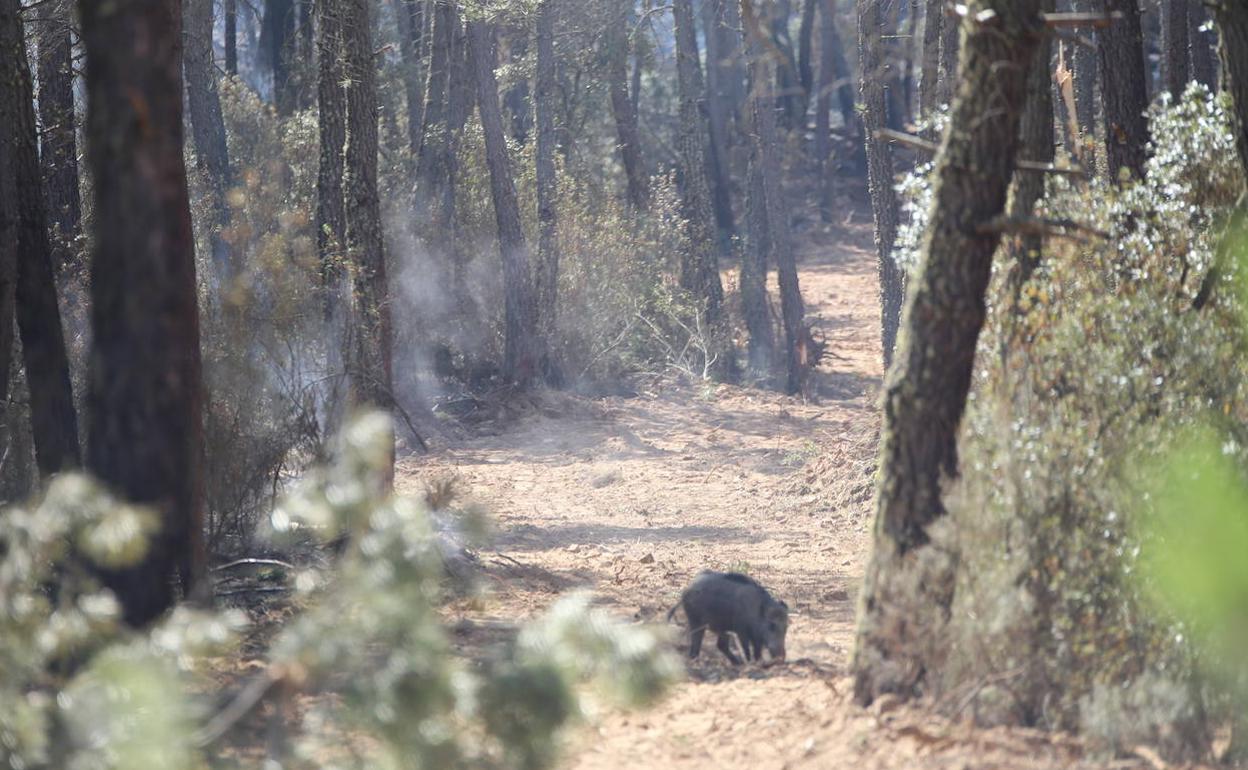 Incendio en la comarca de Tabara.