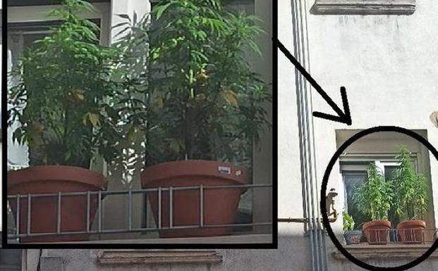 Le pillan con las macetas de marihuana en la ventana en una vivienda de Burgos