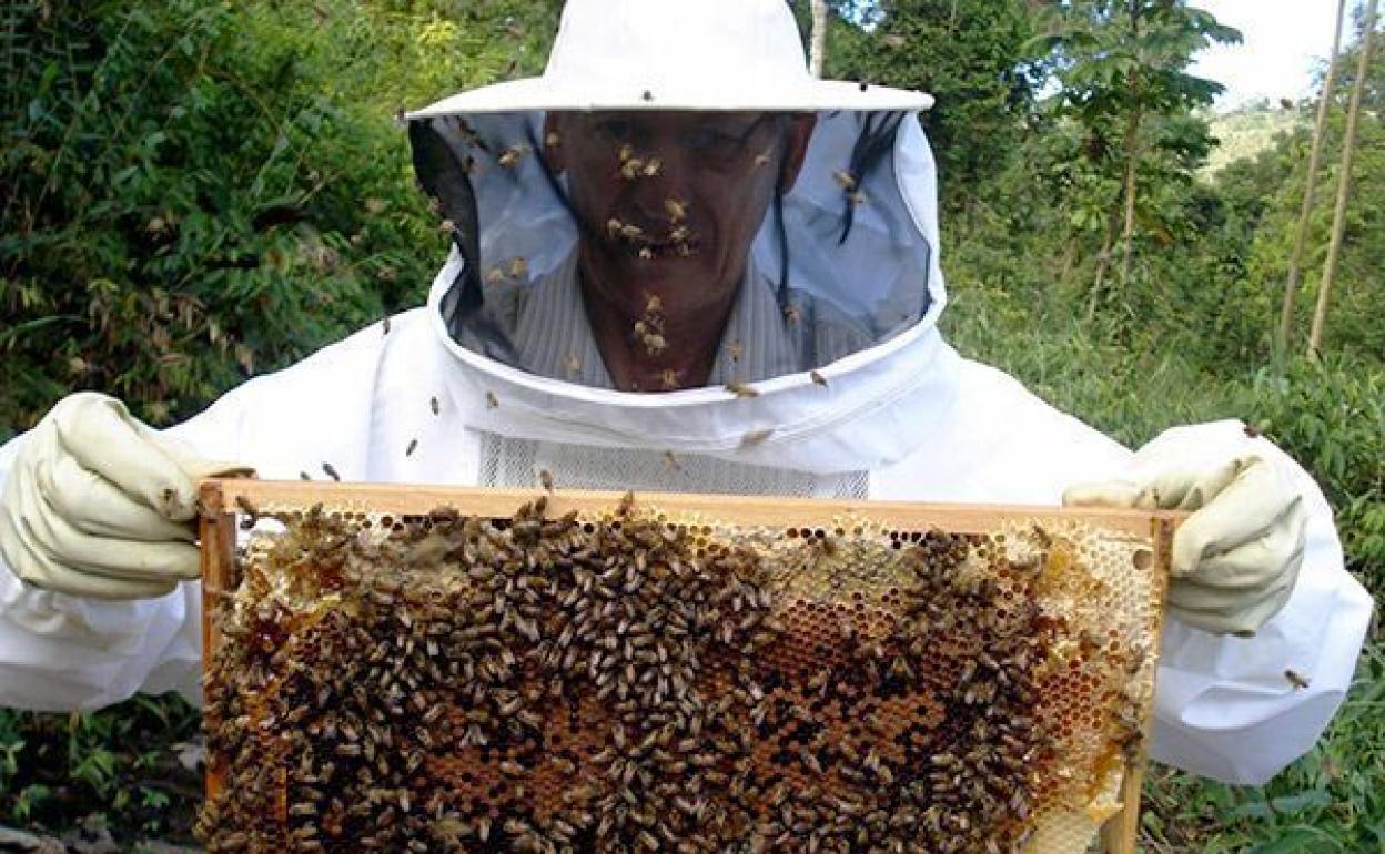 Un apicultor trabaja con un panel de abejas 