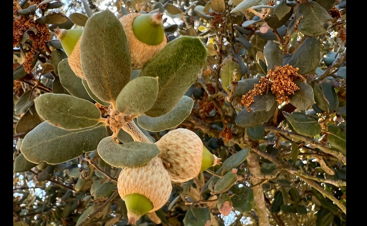 Estado actual de la bellota en una finca de Ituero de Azaba. 