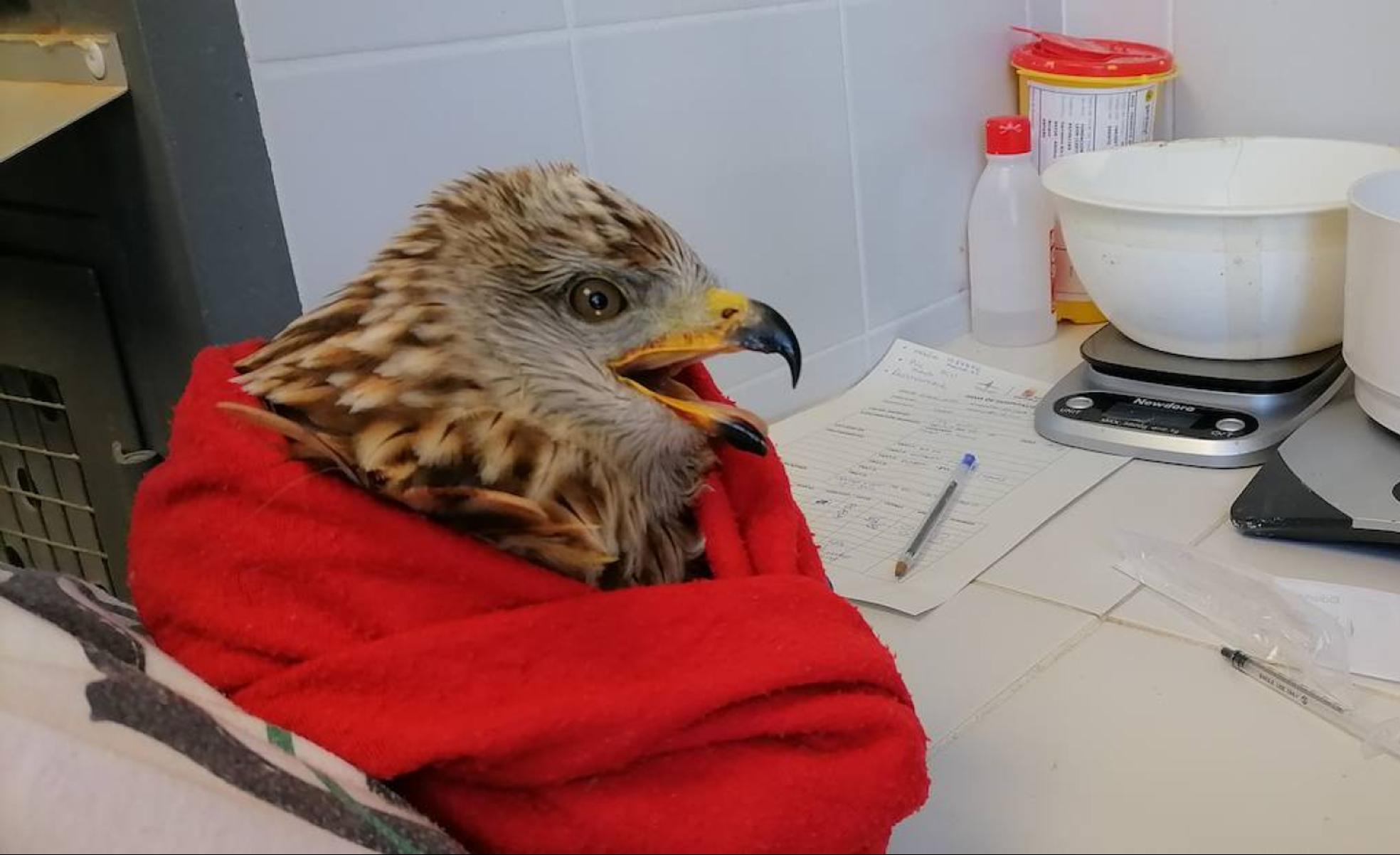 Un ave come con la ayuda de una veterinaria del CRAS 