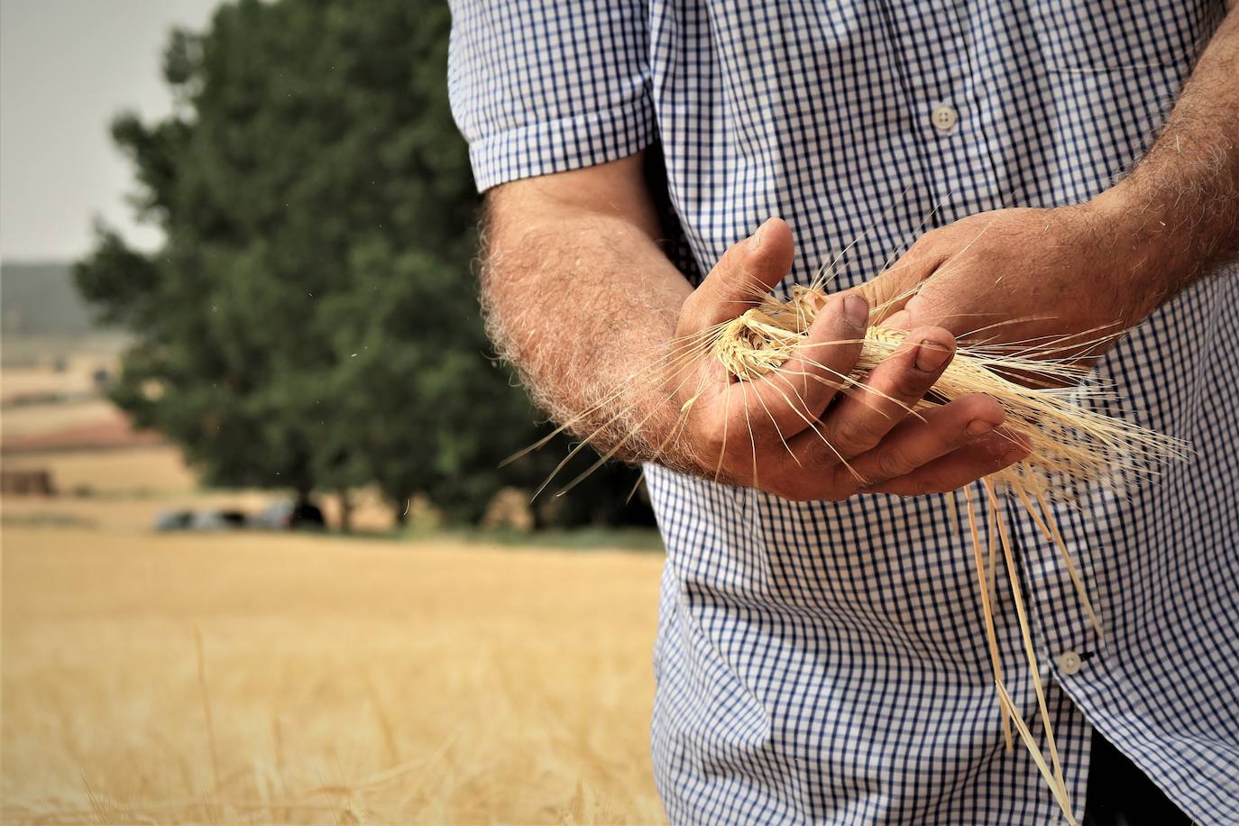 El grano es de menor peso debido a la sequía y el exceso de calor. 