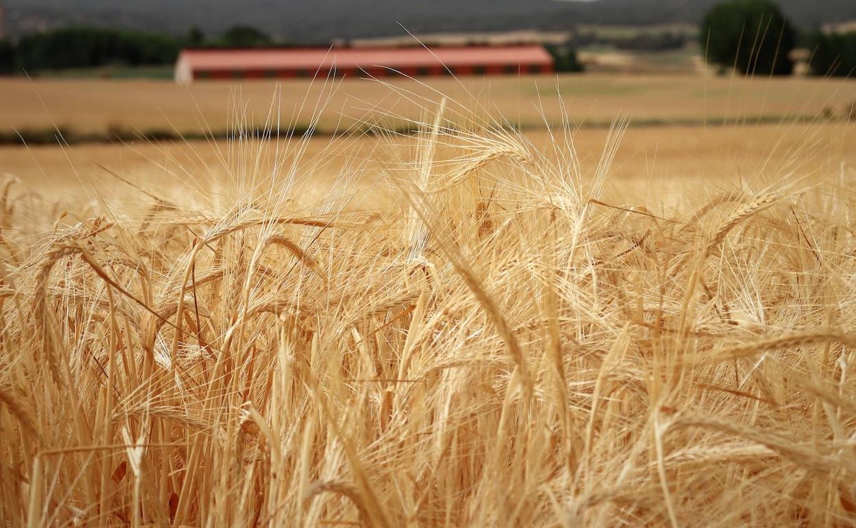 La cosecha de cereal ha mermado un 40 por ciento en la provincia de Burgos. 