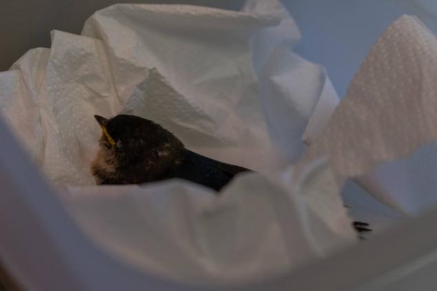 Fotos: Los pacientes más habituales del Centro de Conservación de Animales Silvestres de Burgos son aves