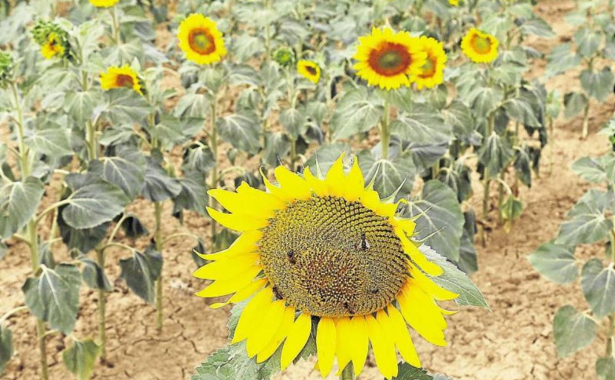 Superficie destinada a girasol esta campaña. 