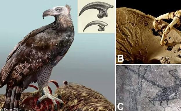 Reconstrucción del águila extinta de Haast con la cabeza desnuda de plumas como en los buitres; se muestra una comparación de su garra (arriba) con la del águila audaz australiana (abajo). B: garras del águila gigante sobre una pelvis de moa con perforaciones. C: dibujo del pouakai por un maorí en la cueva del Águila, representado con el cuerpo oscuro y la cabeza sin plumas. Montaje del autor con fotos de Katrina Kenny, el Museo de Nueva Zelanda y Craigmore