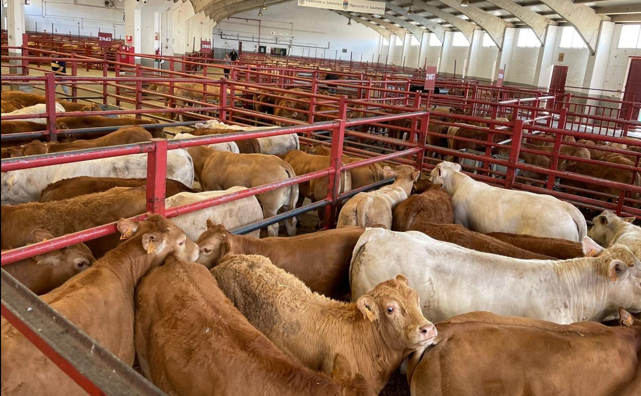 Animales en el mercado de ganados de Salamanca, a mediados de este mes de agosto. 